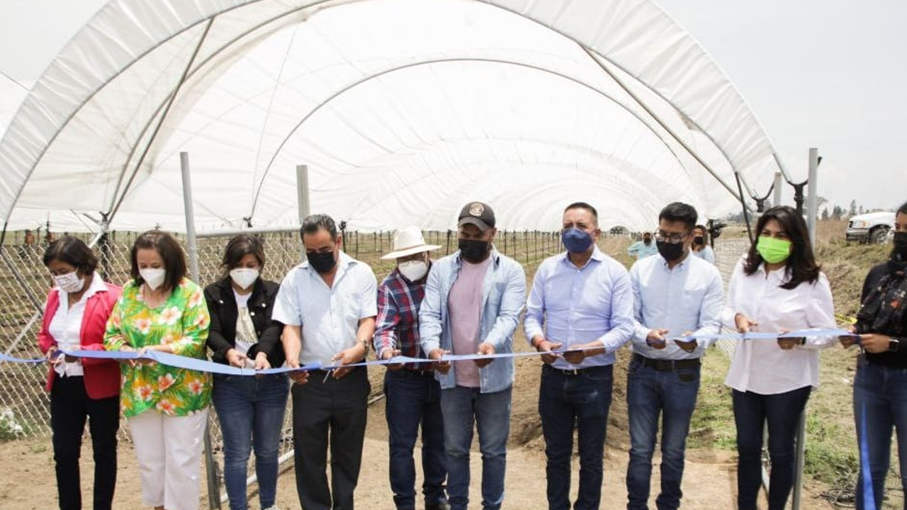 Por: Cortesía Ayuntamiento de San Andrés Cholula buscará intensificar la producción de zarzamora