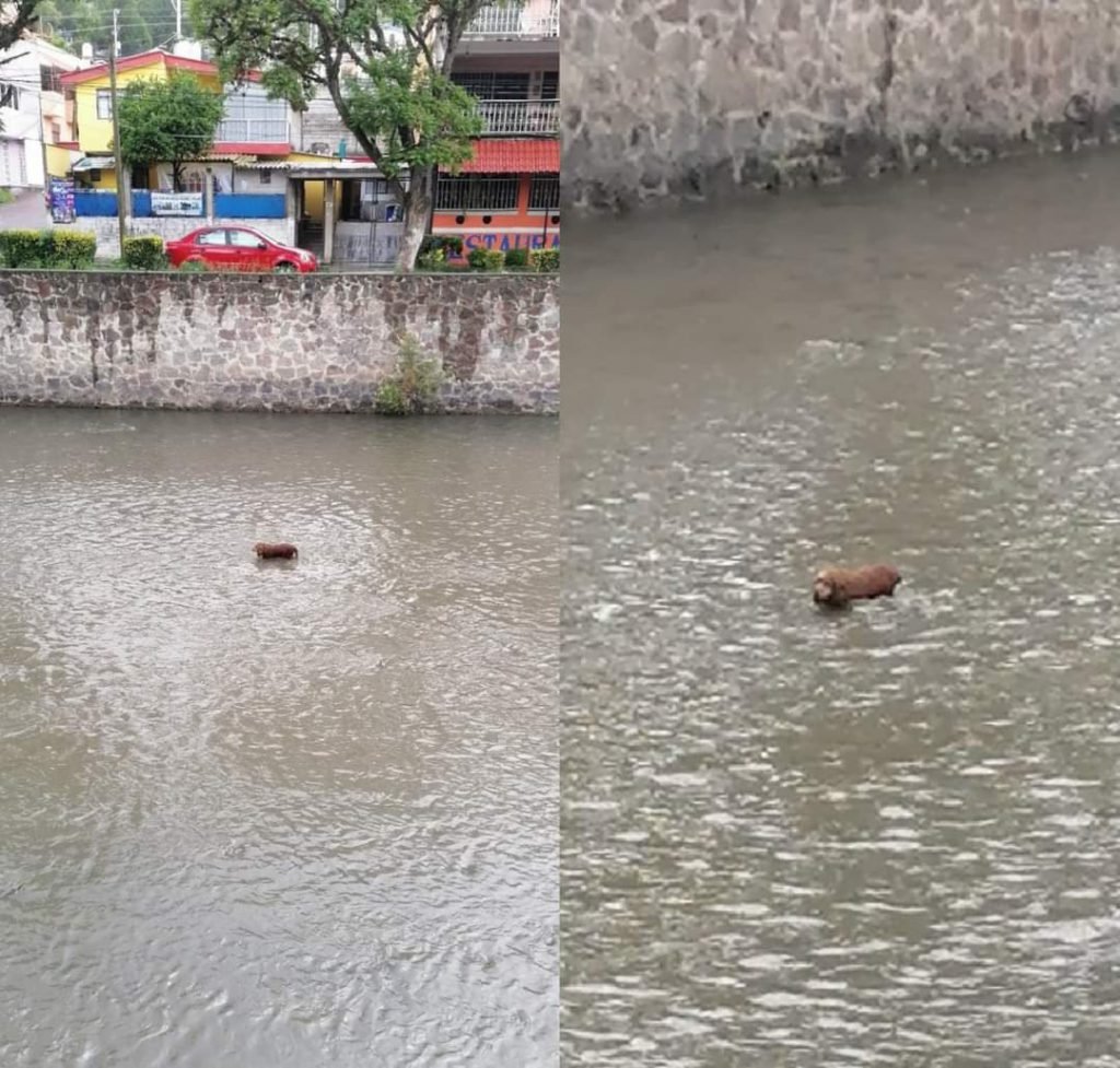 Por: Cortesía ¡Héroes sin capa!, logran rescatar a perrito tras caer al Zahuapan