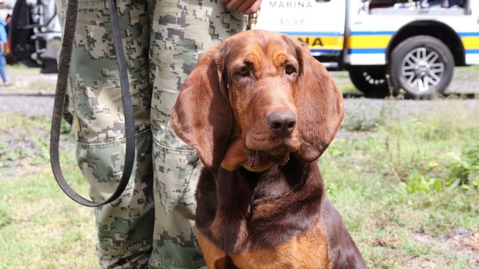 Por: Cortesía Pieza clave en "operativos": ¿Cómo entrenan entrenan los perros del ejercito y marina?