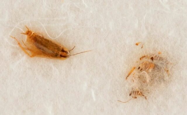 Por: Cortesía ¿Por qué la NASA quiere recuperar unos polvos de la luna y unas cucarachas?