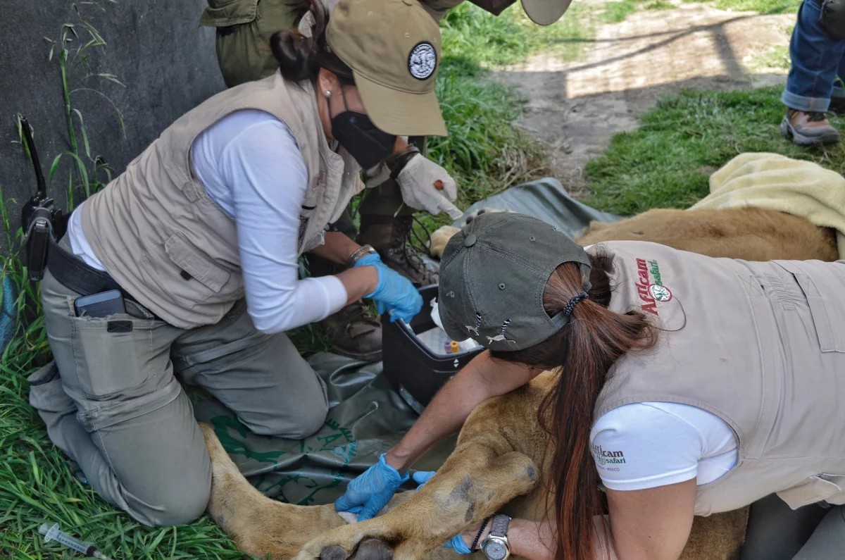 Por: Cortesía Llegaron a Puebla 12 felinos rescatados del santuario Black Jaguar-White Tiger