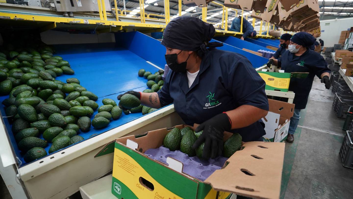 Por: Cortesía Otorgan a Jalisco certificación para exportar aguacate a EU