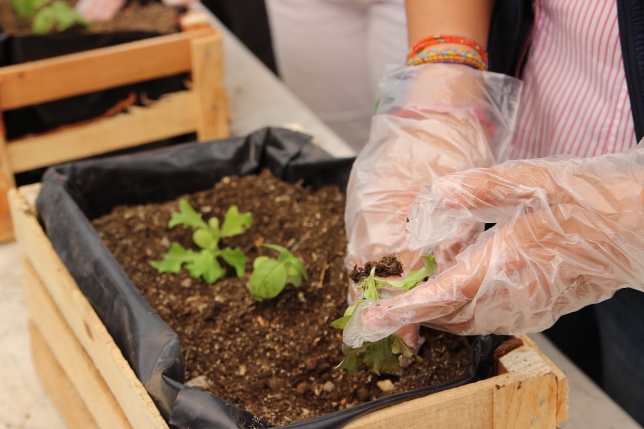 2 de agosto se abrirán talleres de agricultura urbana 