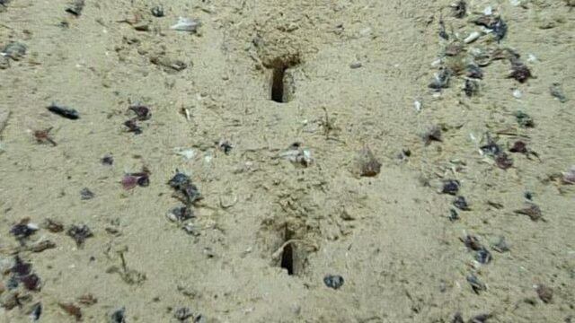 Por: Cortesía ¿Qué son los misteriosos agujeros que se encontraron en el fondo del océano atlántico?
