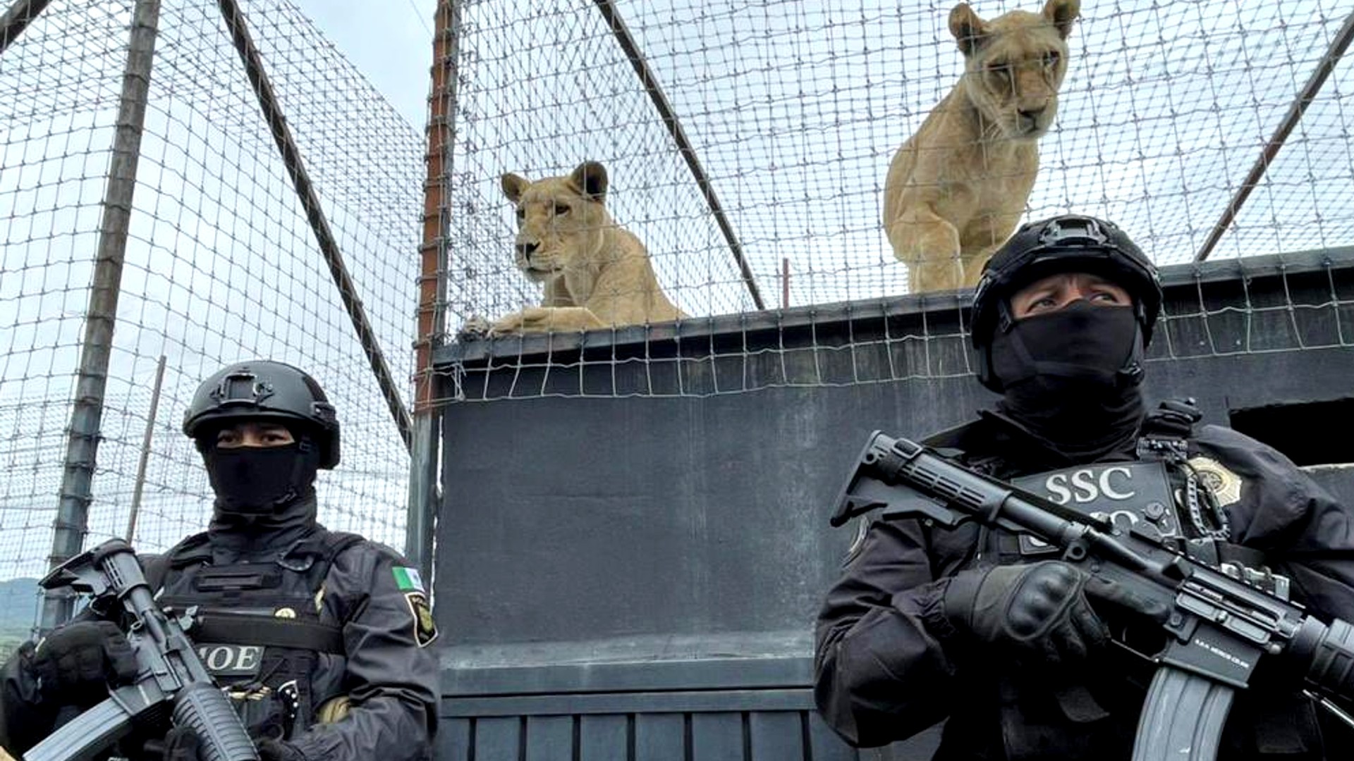 Por: Cortesía Fueron rescatados cerca de 180 felinos y otros animales entre primates y coyotes en satuario de Tlalpan