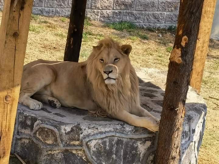 Zoológico del Altiplano dará atención a felinos del refugio BJWT