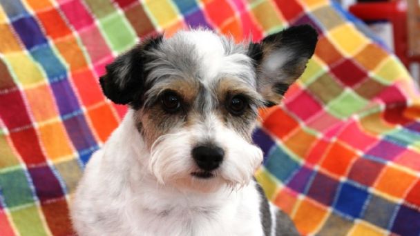 Por: Cortesía ¿Es verdad que los perros solo ven en blanco y negro?