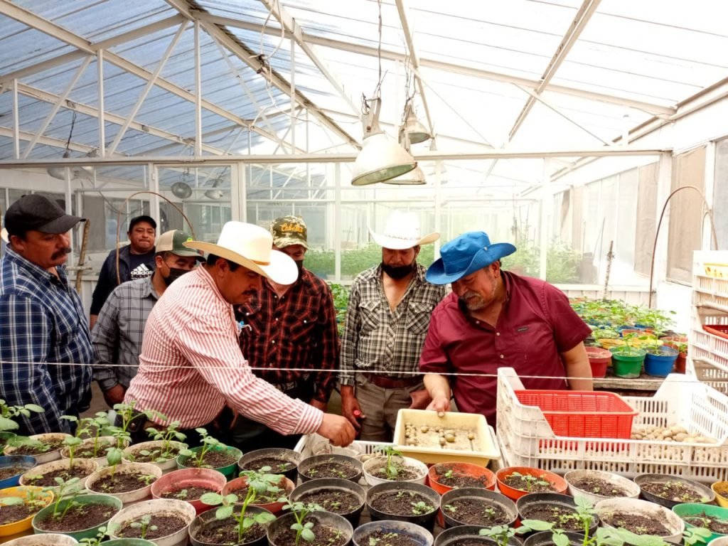 Por: Cortesía Impulsa SIA e INIFAP la producción de papa en Tlaxcala