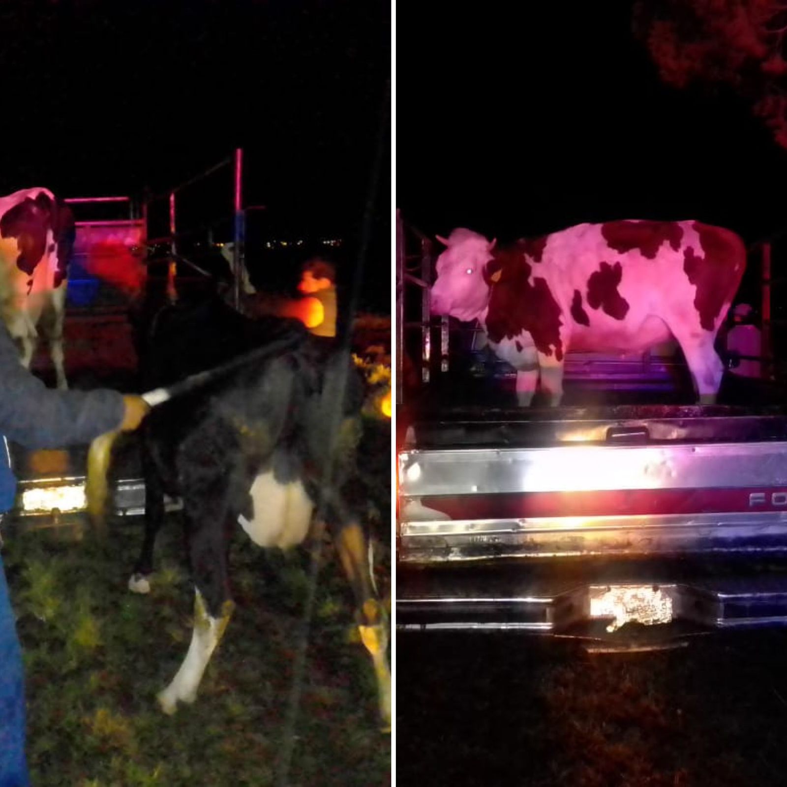 Impiden robo de ganado en Apizaco