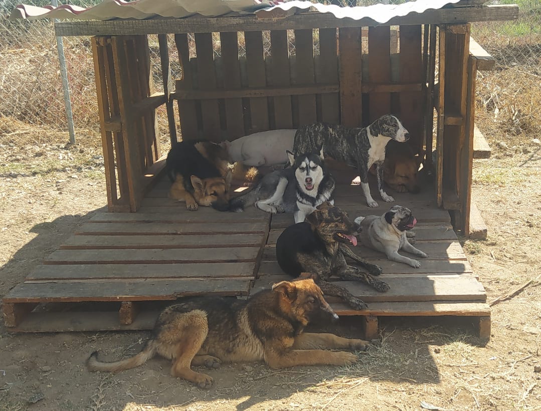 Dirección de Bienestar Animal atendió 28 denuncias por maltrato en mayo