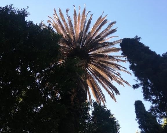 Continua detección de plagas en arboles del Zócalo y La Paz