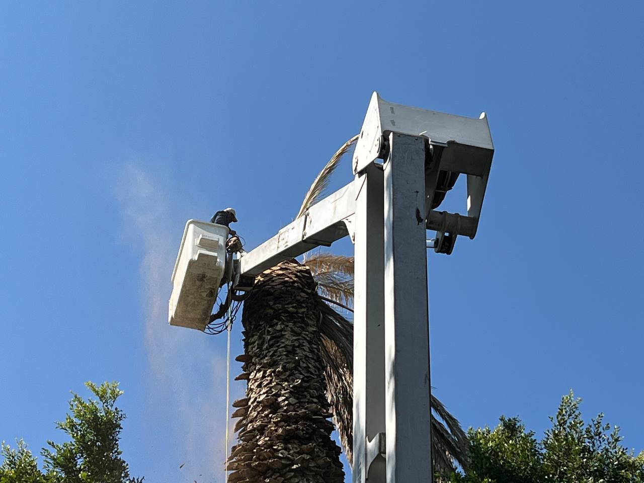 Talarán 10 palmeras de la ciudad por plaga de escarabajo negro