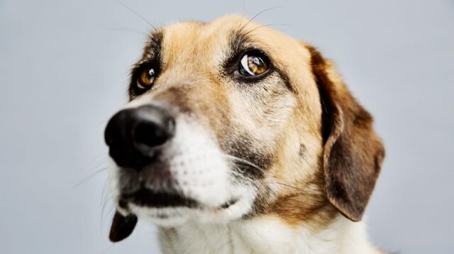 Por: Cortesía ¿Por qué los perros podrían ser útiles para el estudio de la psiquiatría?