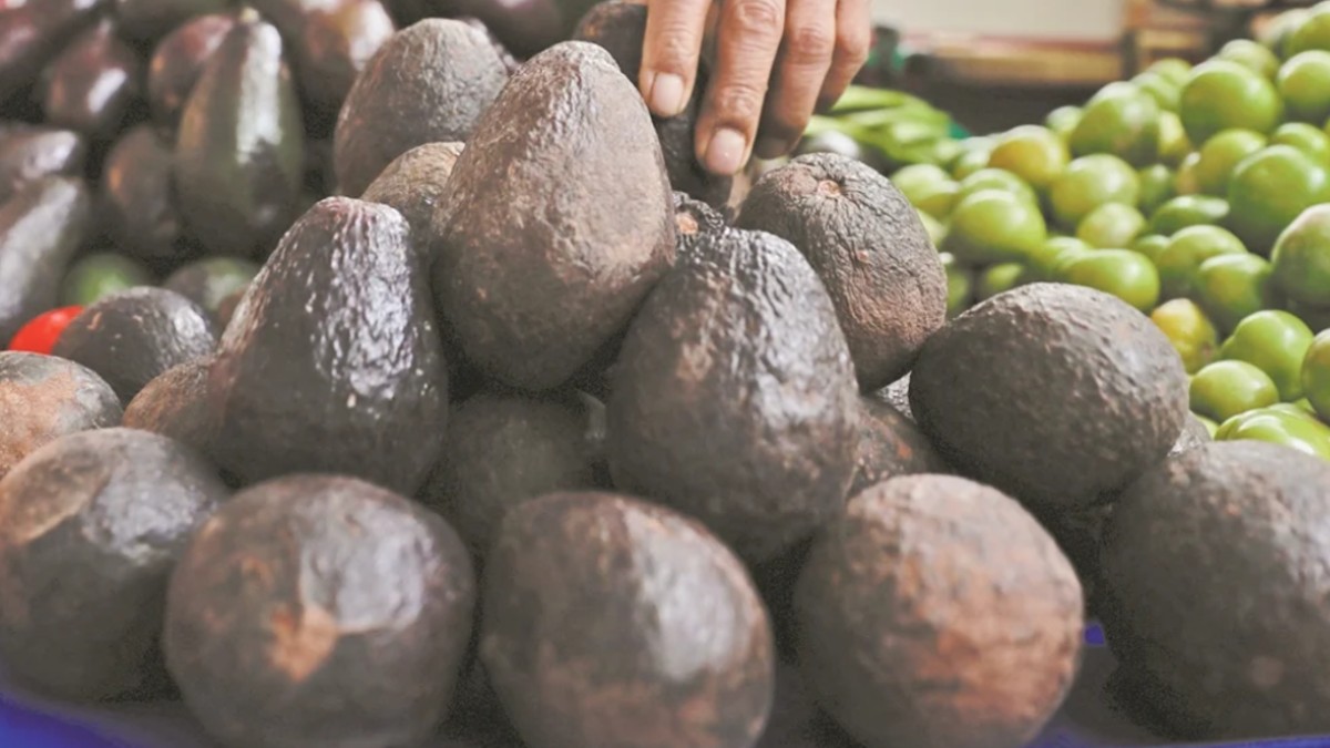 Por: Cortesía El precio del limón y aguacate alcanzan hasta los 100 pesos el kilo: Profeco