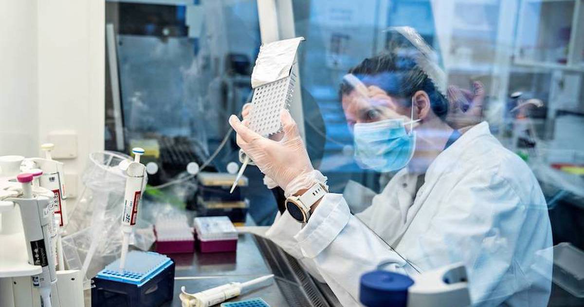 Por: Cortesía Moderna informa la probabilidad que hay de que surja una variante de COVID más peligrosa