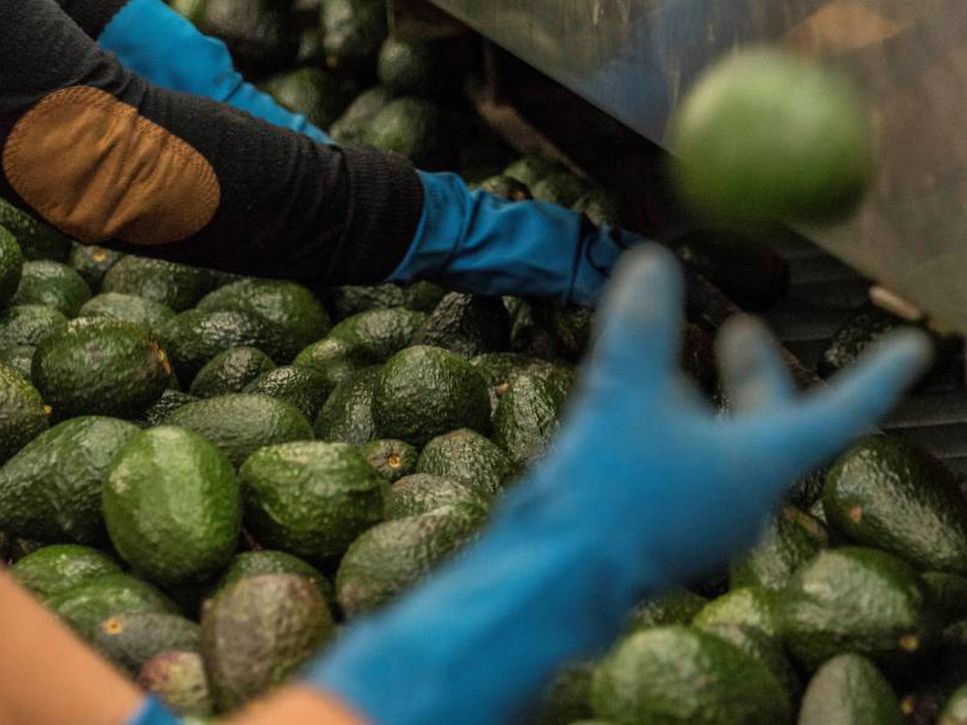 Por: Cortesía Precio del aguacate en EU se dispara a su nivel más alto en más de dos décadas