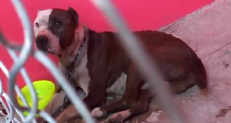 Por: Cortesía Coffy, perro guardian que mató a un intruso en talachería no será sacrificado, esta sano y saludable