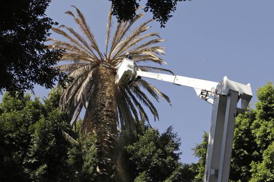 Por: Cortesía Por plaga talarán 10 palmeras en los próximos días
