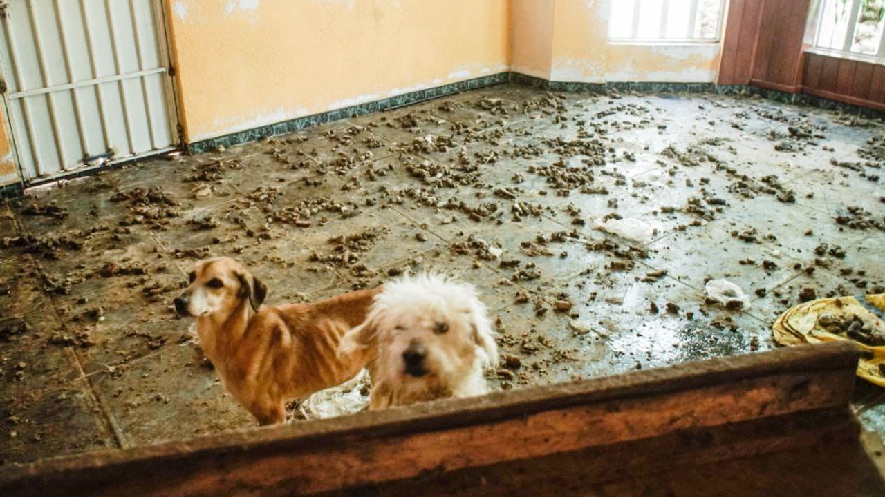 Por: Cortesía Rescatan en San Andrés Cholula a 60 perros y gatos en situación de maltrato