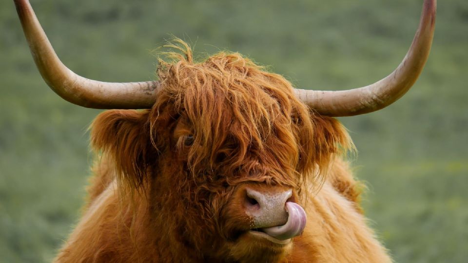 Por: Cortesía ¿De dónde proviene el término "wey" y cómo se popularizó?