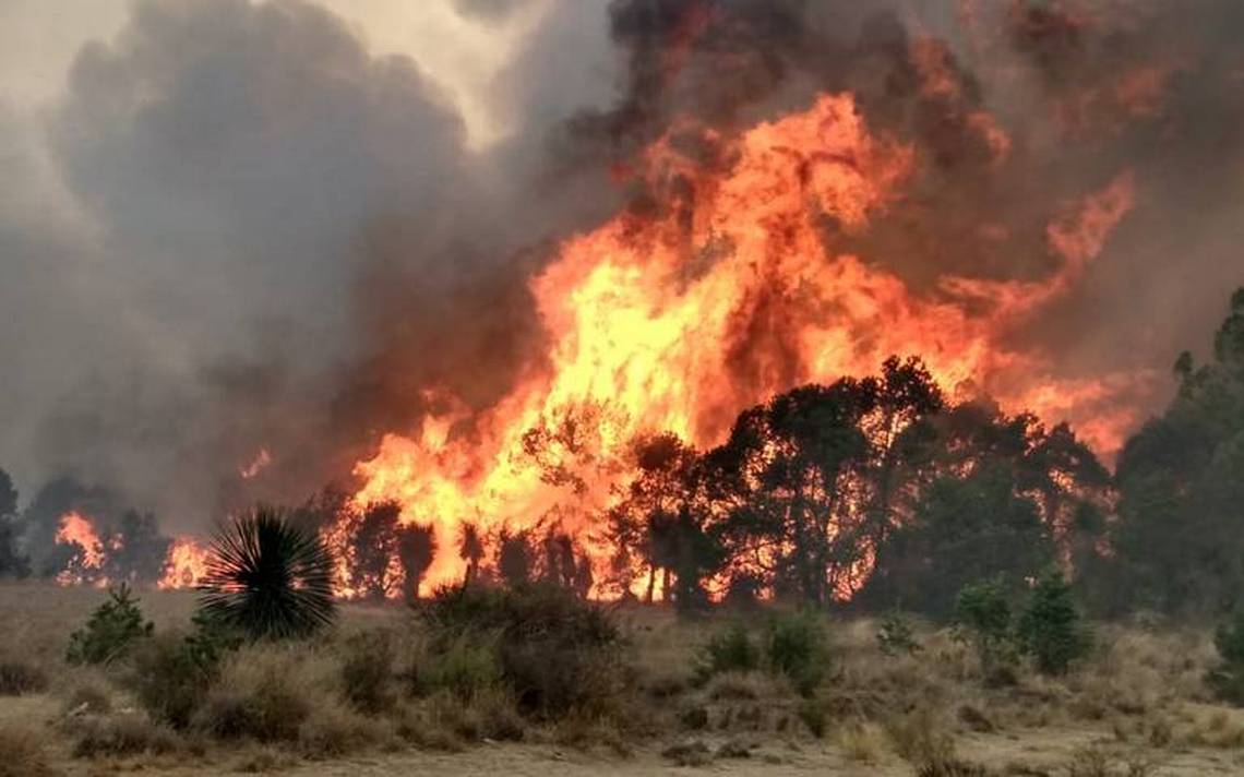 Por: Cortesía Durante labores de combate en incendio forestal, director de Conafor se fractura cráneo
