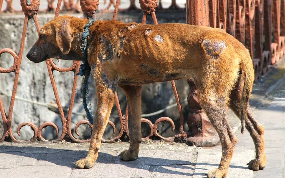 Por: Cortesía Aplican primera sanción por maltrato en animal en Puebla