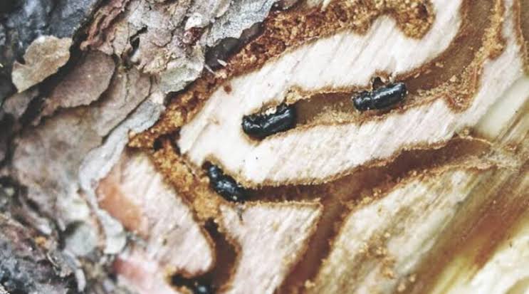 17 municipios se encuentran en riesgo alto por el gusano descortezador