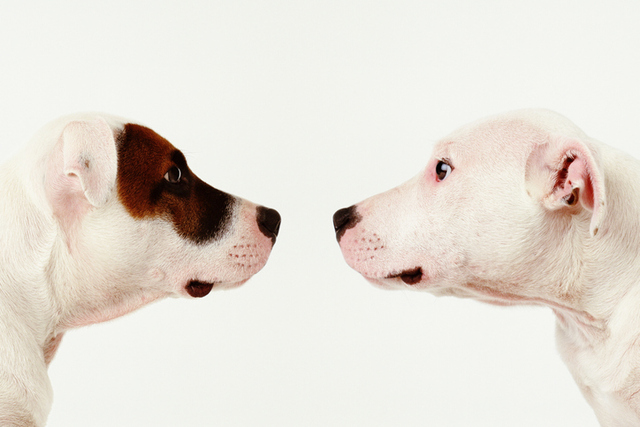 Por: Cortesía ¿Por qué los perros se quedan unidos después de aparearse?