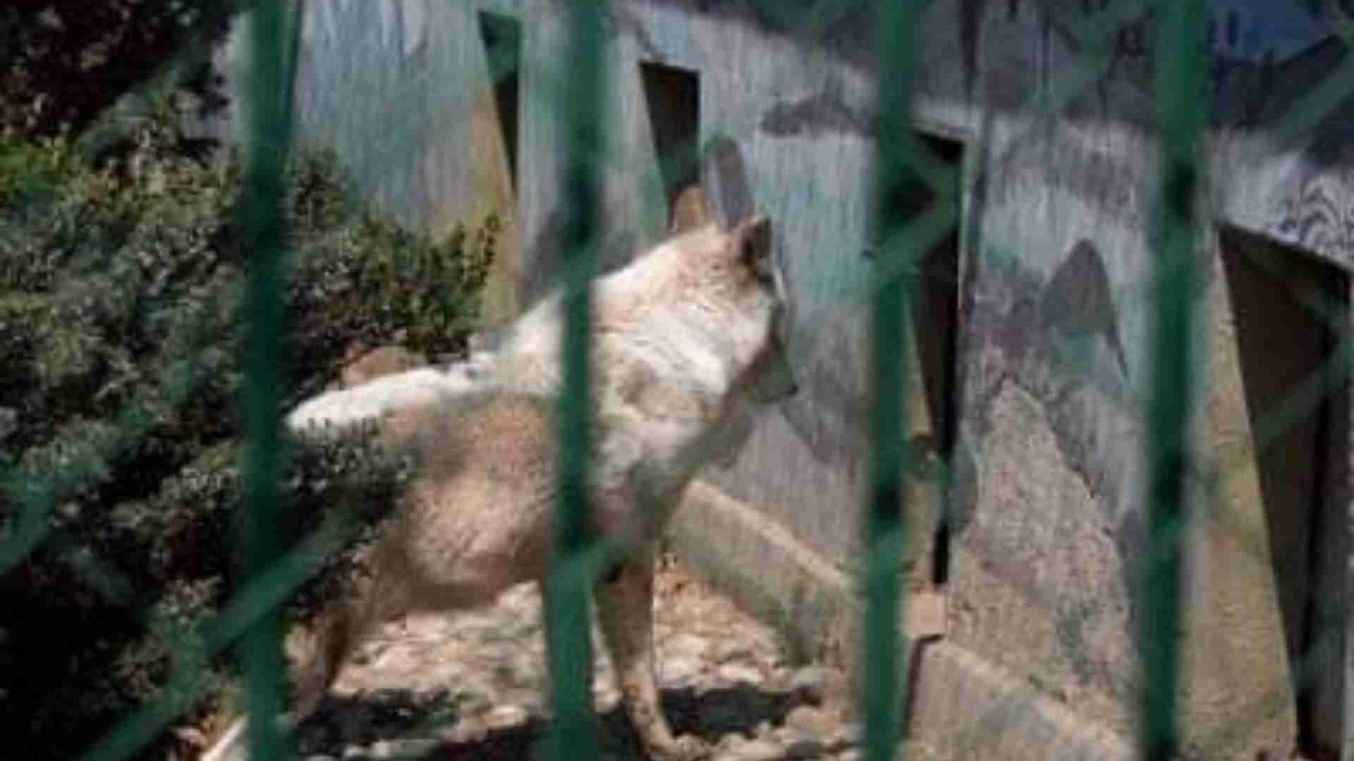 Por: Cortesía Lobo del zoológico de Neza mordió a niño de 9 años, probablemente podría perder su brazo