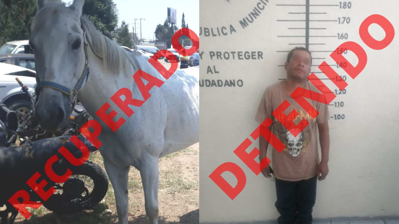 Por: Cortesía Policías de San Pedro Cholula recuperan un caballo robado y detienen al principal sospechoso