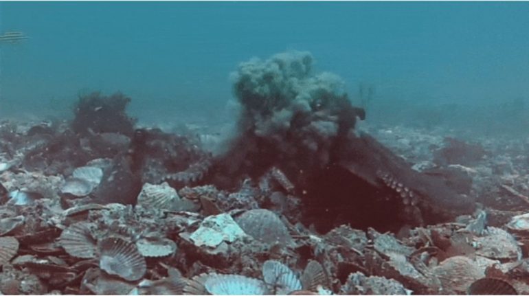 Por: Cortesía Los pulpos recolectan conchas y arena del mar para arrojar a sus semejantes