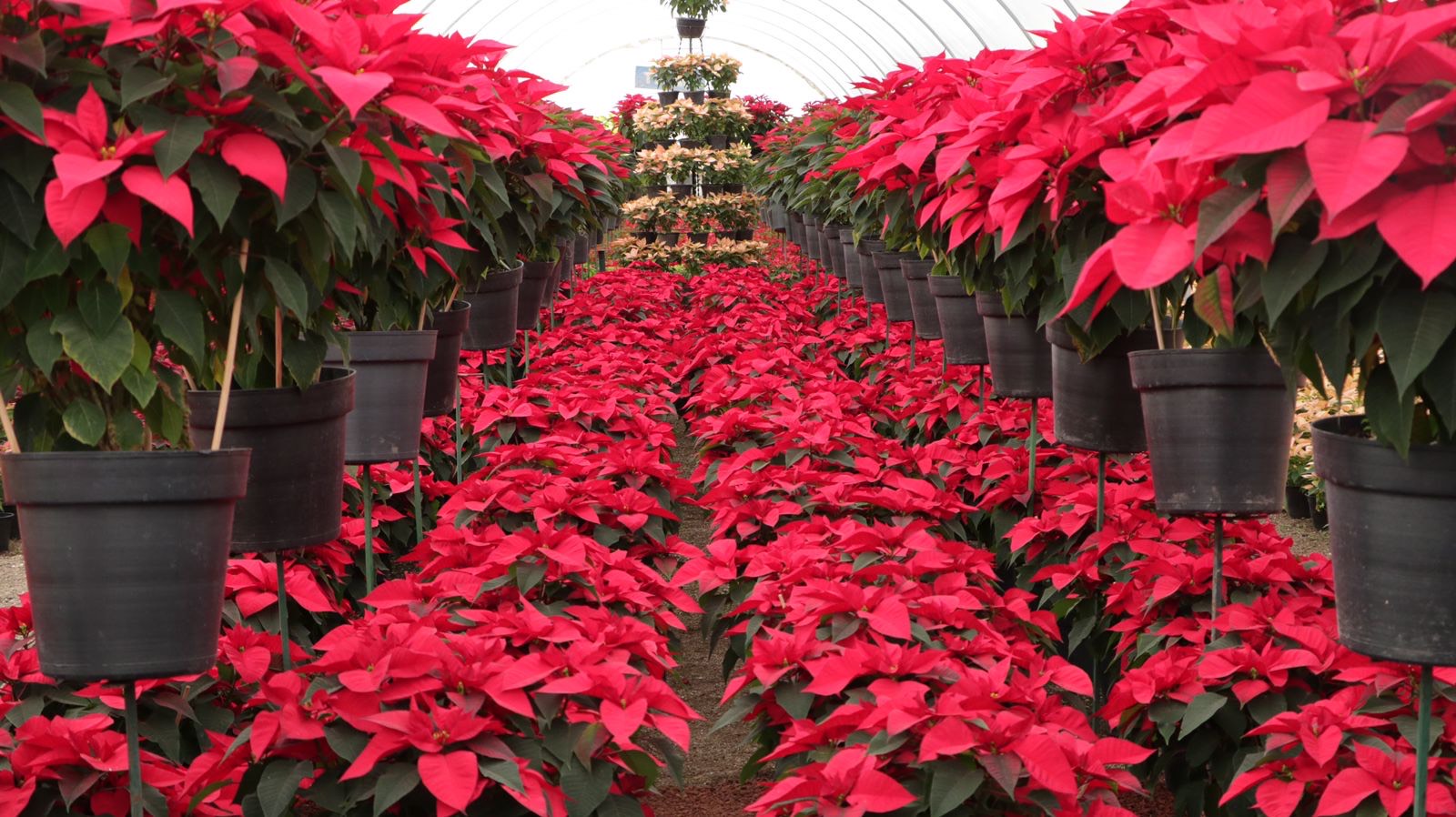 Comienza en Atlixco la Ruta de las Mil Flores donde podrás adquirir tus Nochebuenas directas del productor