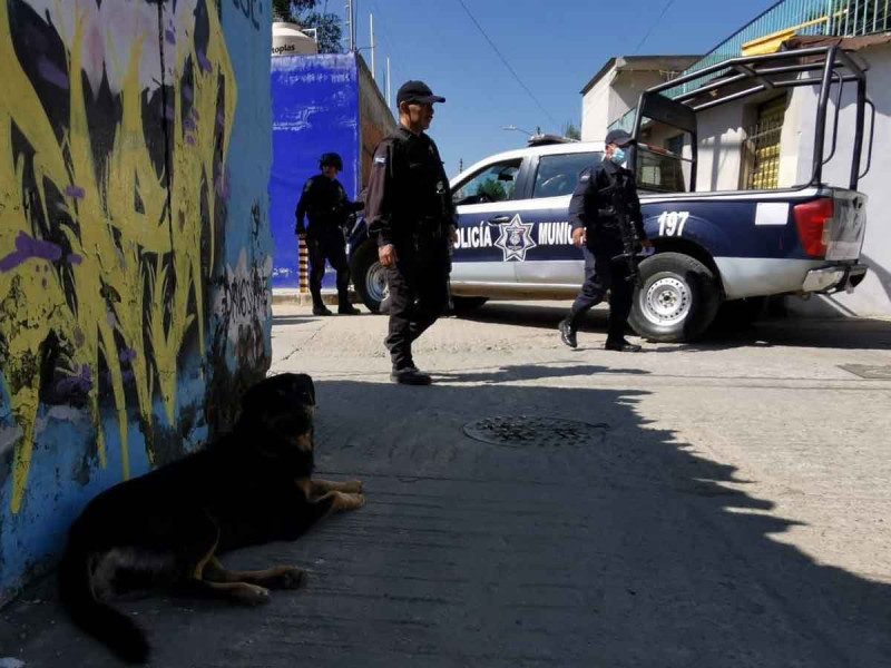 Por: Cortesía Perro paseaba en calles de Oaxaca con un brazo humano en el hocico