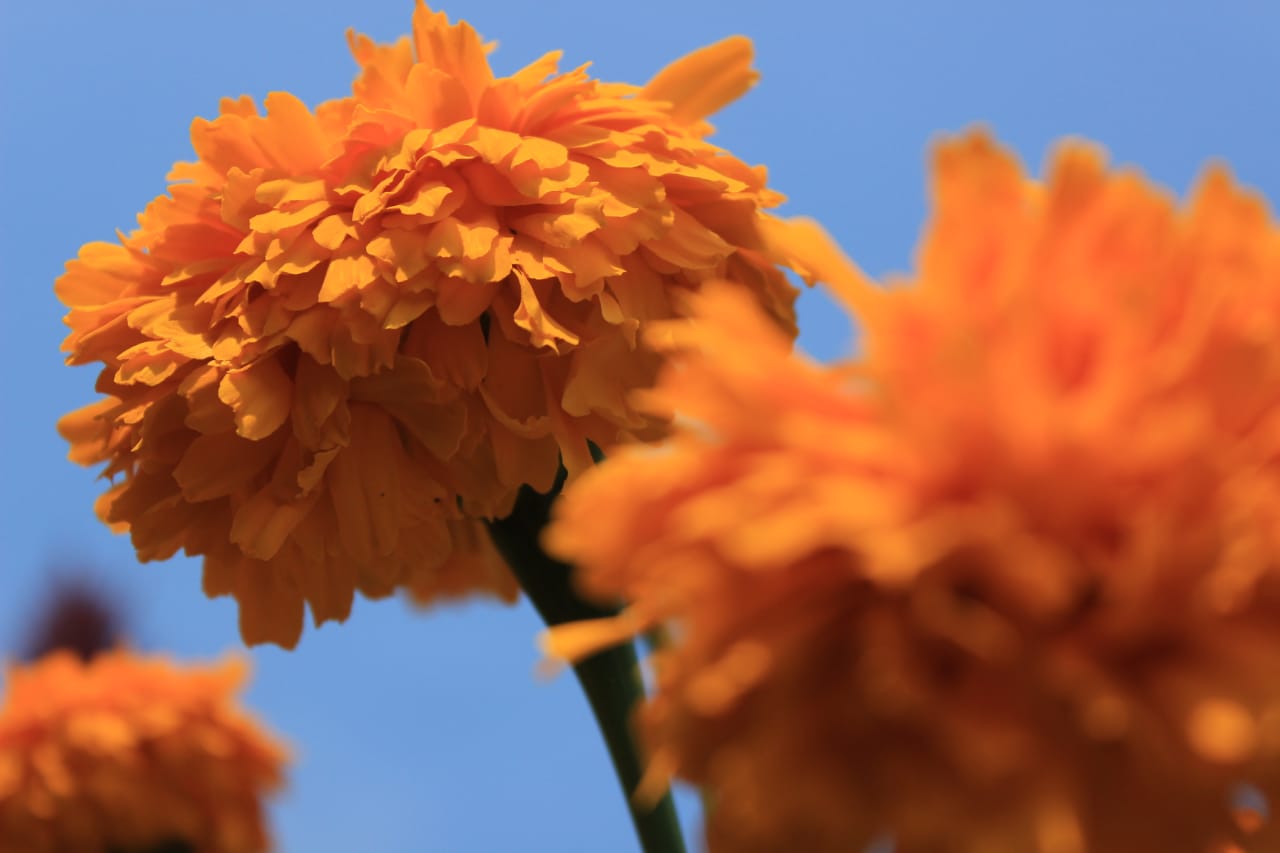 Por: Cortesía Inclemencias del clima afectaron en cosecha de Cempasúchil