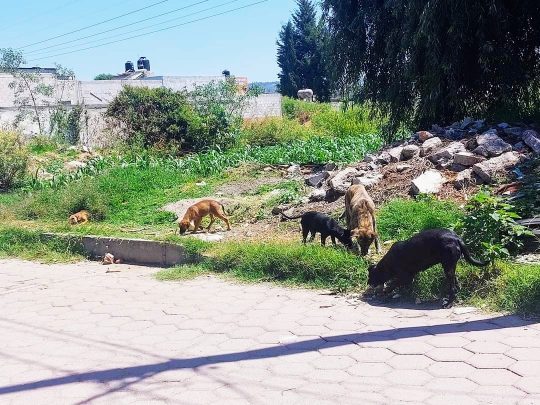 Trabaja la CBA en abatir la problemática social, maltrato y situación de calle de animales