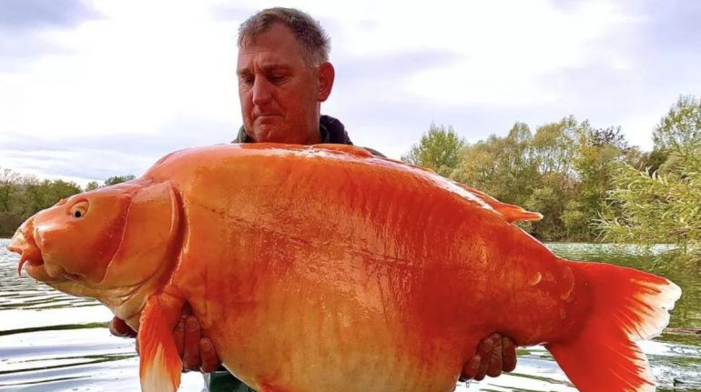 Por: Cortesía Un pescador capturó un monstruoso pez dorado de 30 kilos al que le apodan "La zanahoria"