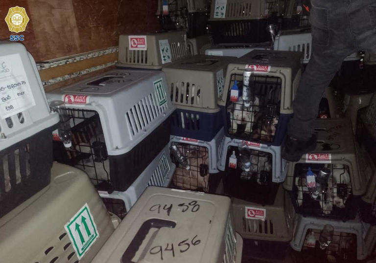 Por: Cortesía Recuperan a más de 200 perros procedentes de Colombia que fueron robados del AICM; hay un detenido