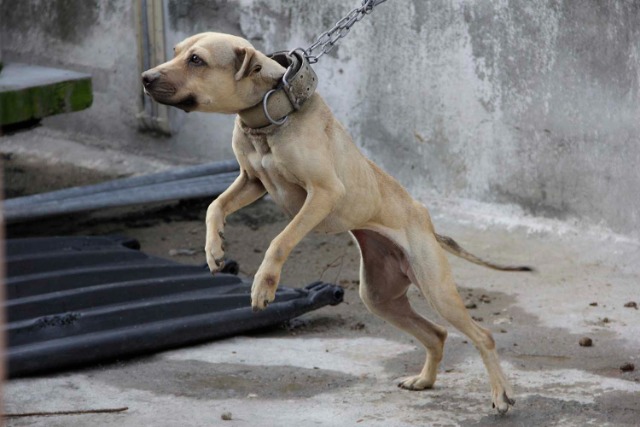 Zona metropolitana de Puebla concentra la mayoría de denuncias por maltrato animal en el estado