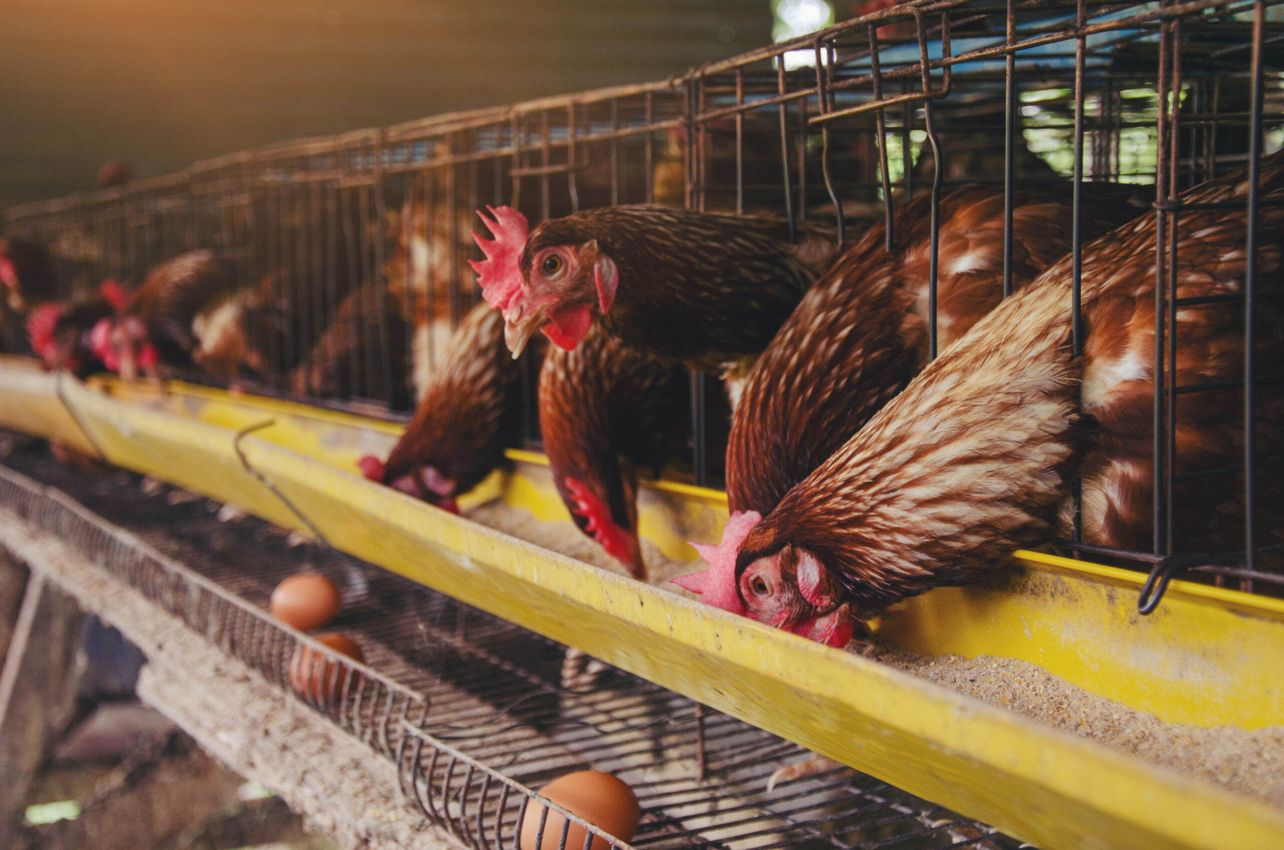 Por: Cortesía EEUU se encuentra cerca de romper su récord de aves infectadas por gripe aviar