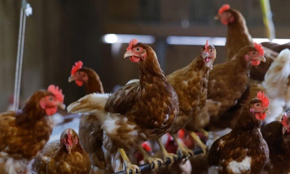 Impone Senasica cuarentenas a granjas en Sonora y Nuevo León contra la gripe aviar