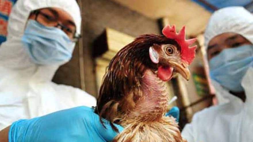Por: Cortesía Gripe aviar H5N1: México detecta 296 mil aves infectadas