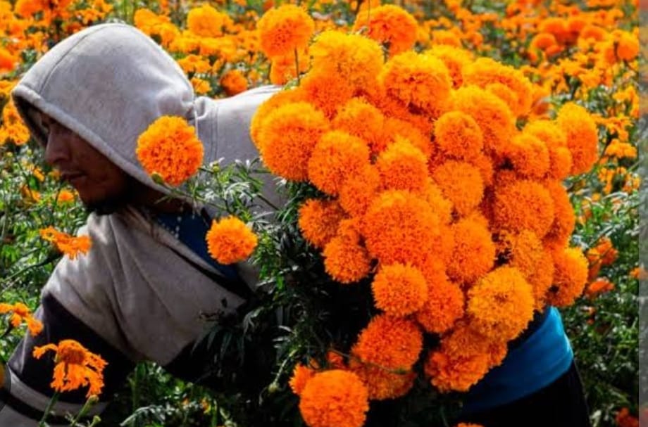 Por: Cortesía Lula Pineda Derrama económica de 14.5 mdp a productores de cempasúchil en San Pedro Cholula