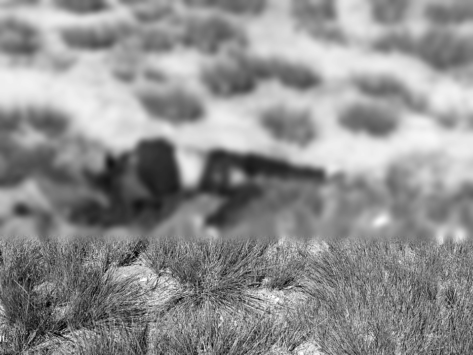 Hallan cadáver devorado por la fauna, a un costado de la autopista Amozoc-Perote