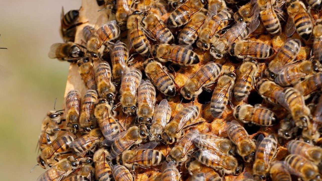 Falleció un hombre tras ser atacado por un enjambre de abejas en Ahome, Sinaloa