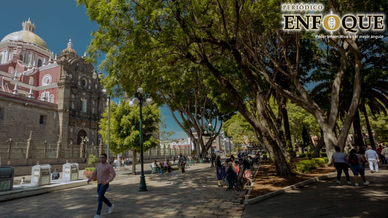 Por: Alex Muñoz Continuará la sustitución de árboles en el Zócalo y la Av. Juárez