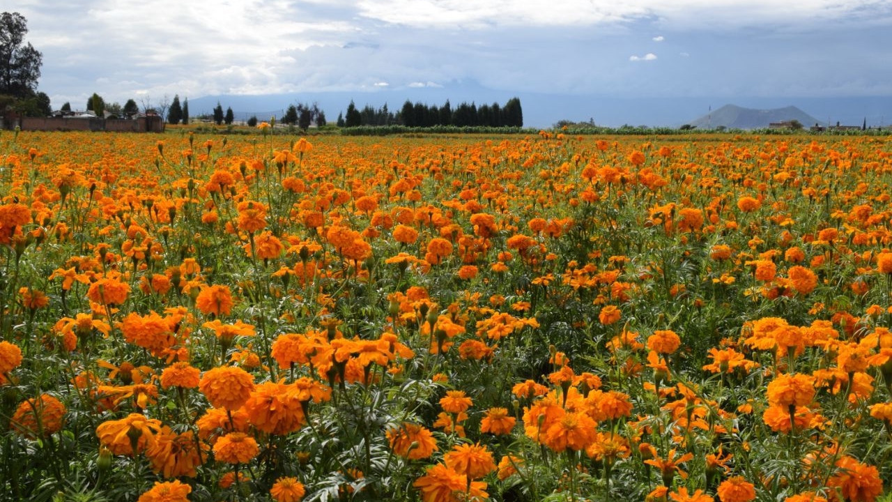Por: Cortesía En San Pedro Cholula; iniciaría la temporada y cosecha de la “Flor de Muertos”