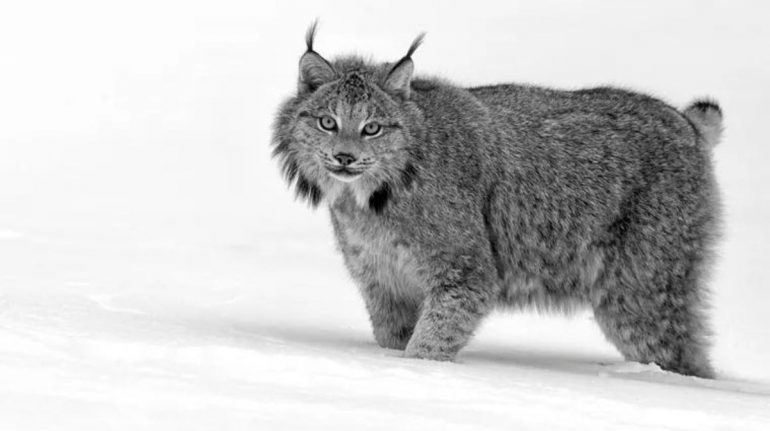 Por: Cortesía Captan por primera vez en la historia un lince negro canadiense