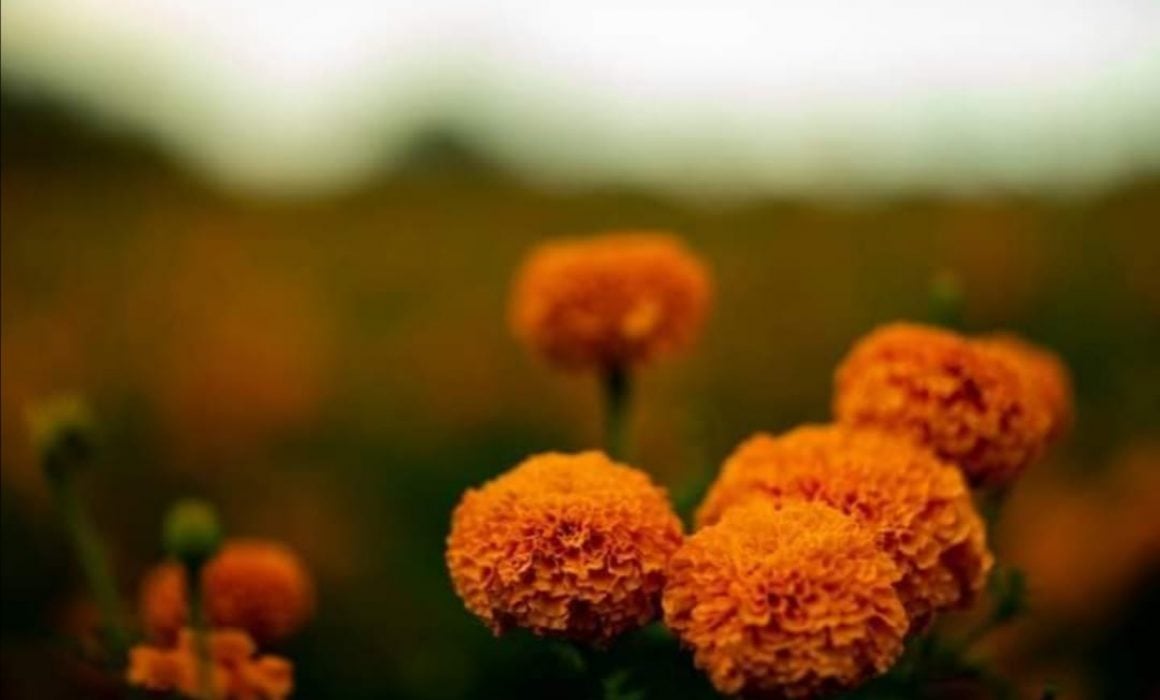 Por: Cortesía Es Tlaxcala, segundo lugar en producción de flor de cempasúchil