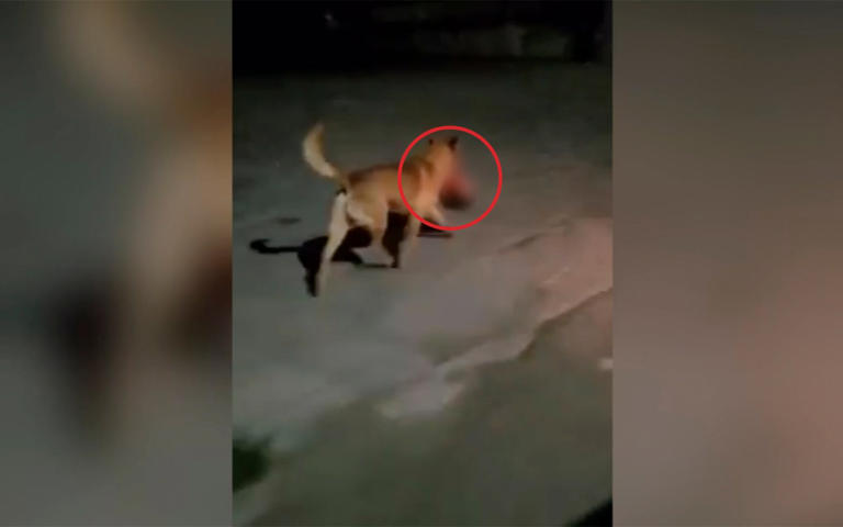 Por: Cortesía Fiscalía de Zacatecas recupera cabeza humana que perro paseó por Monte Escobedo