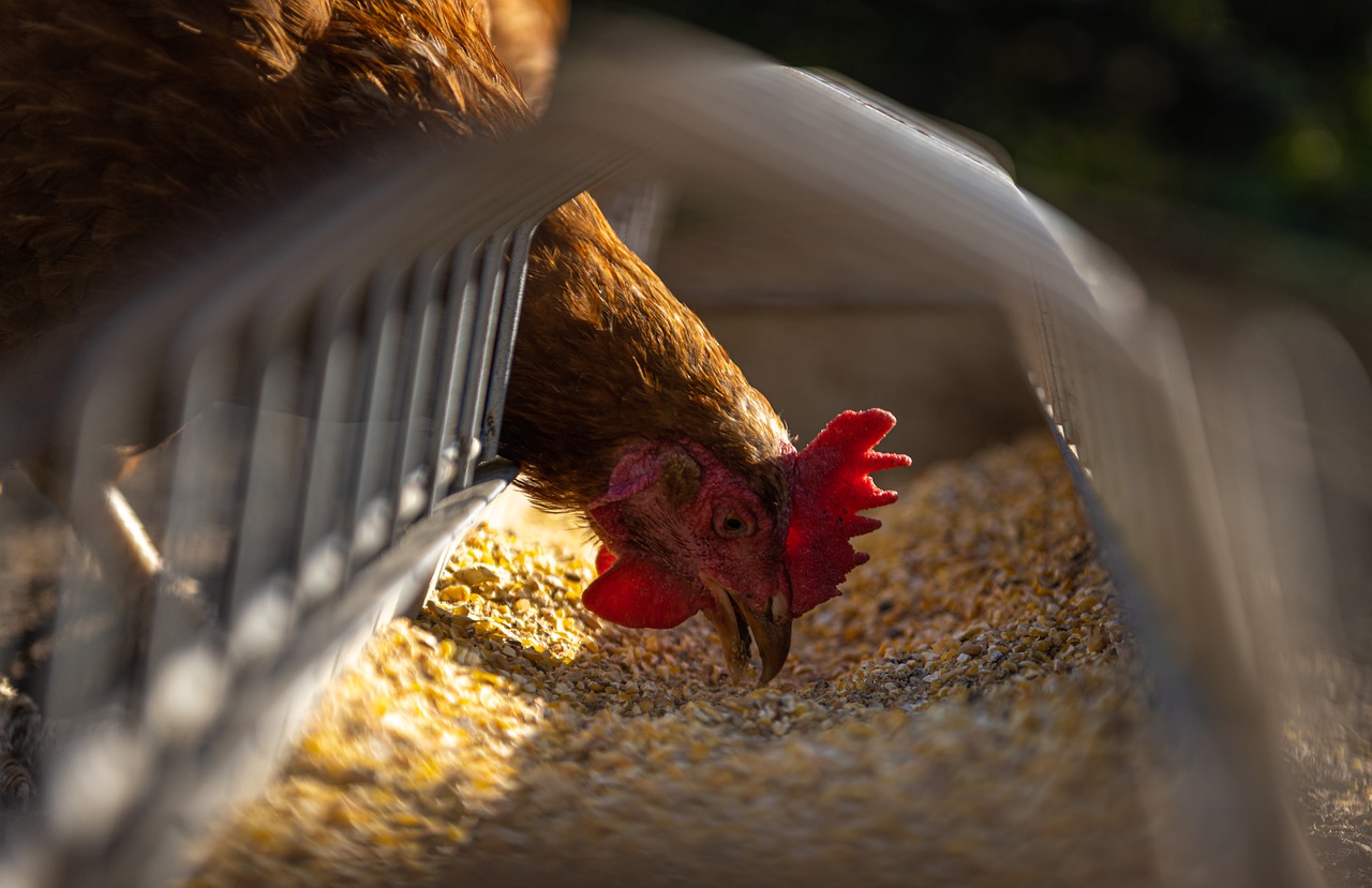 Por: Cortesía Detecta México grave cepa de H5N1 de gripe aviar en granja en Nuevo León